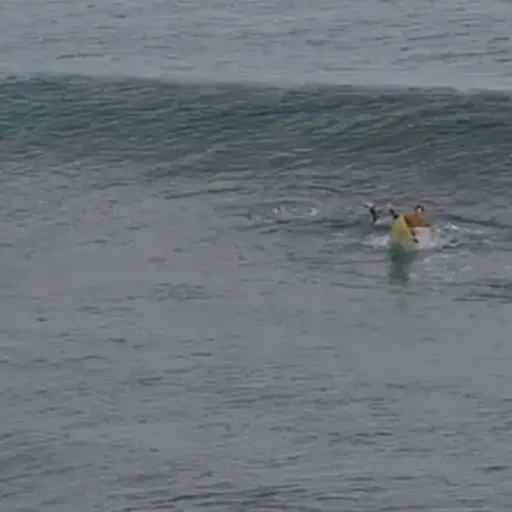 Surfista sobrevive a ataque de tiburón al darle puñetazos