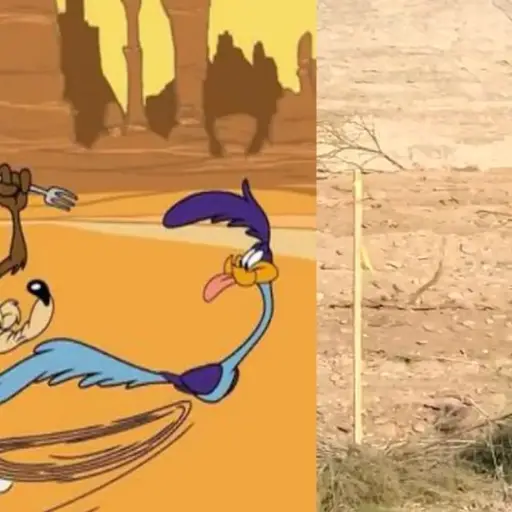 coyote-correcaminos ,