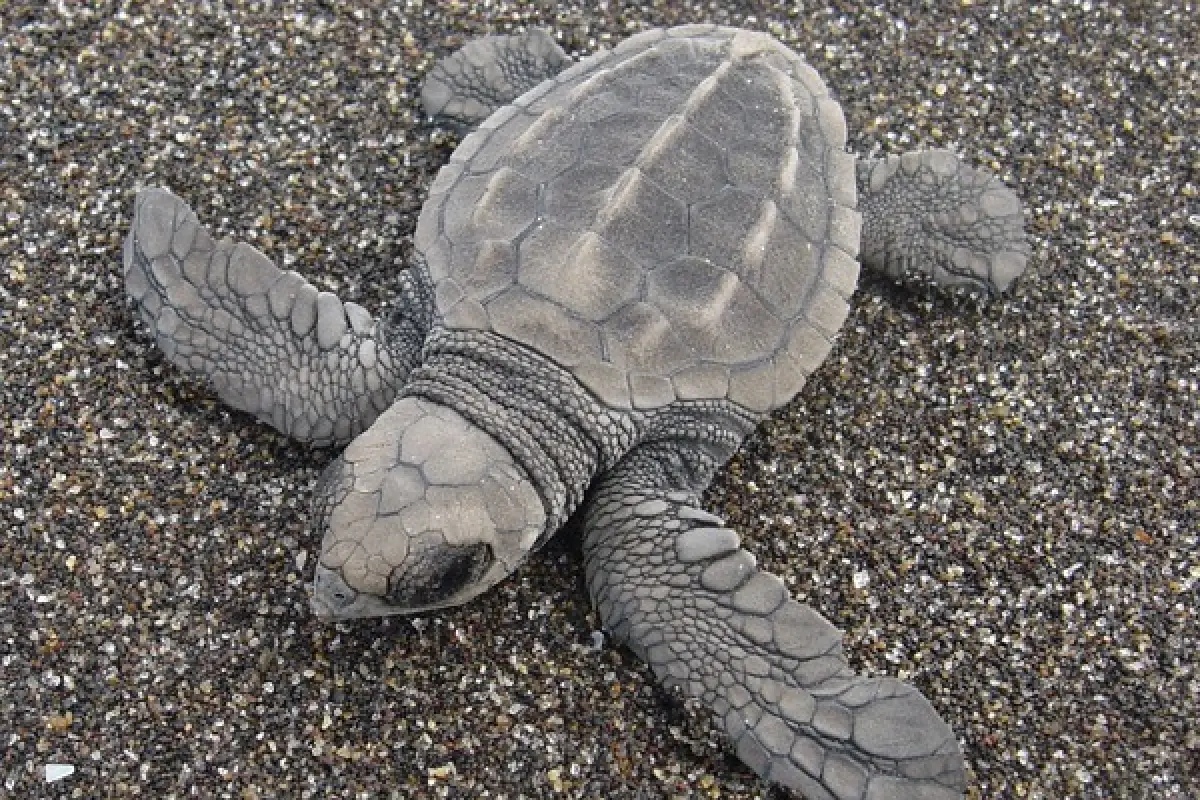 Asociación ecológica pide un click para poder seguir rescatando tortugas