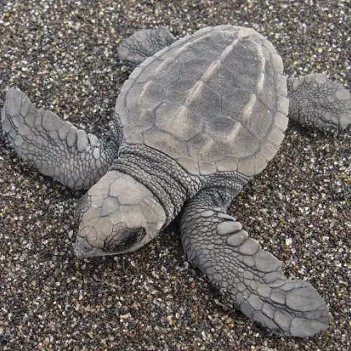 Asociacion ecologica pide un click para poder seguir rescatando tortugas