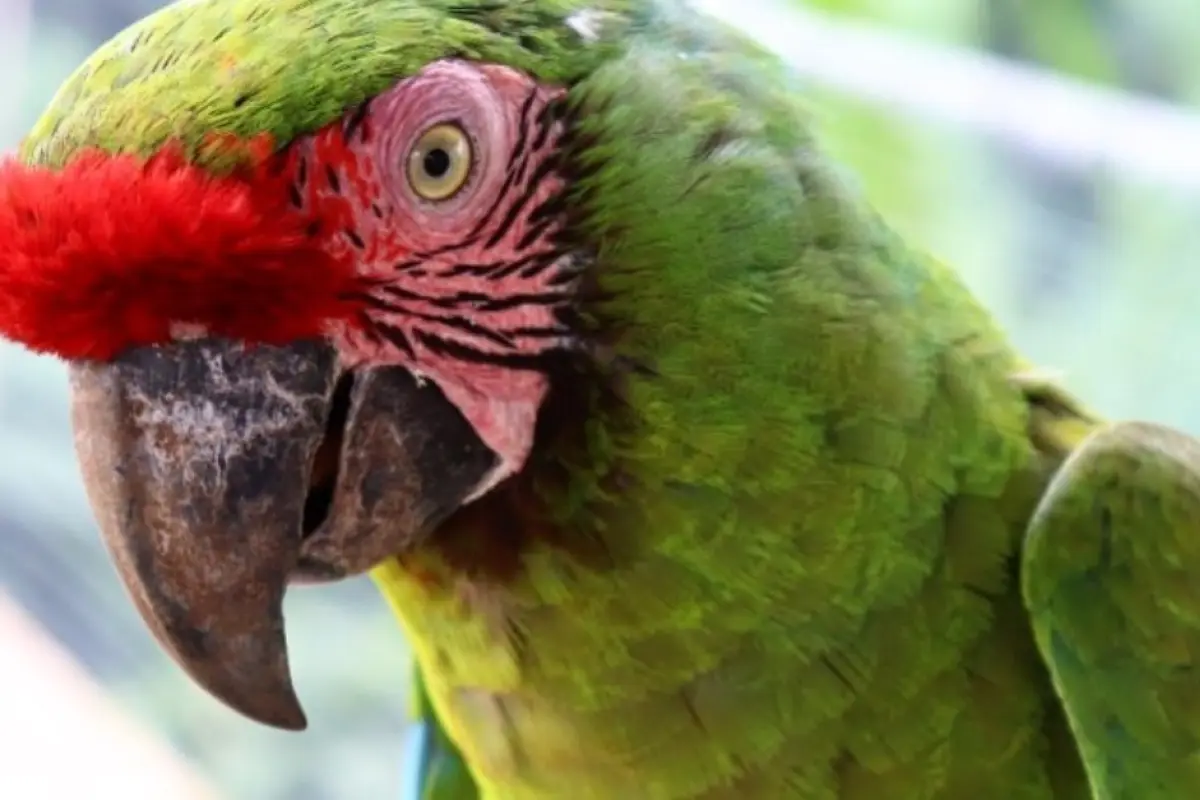 Zoológico La Aurora guacamaya