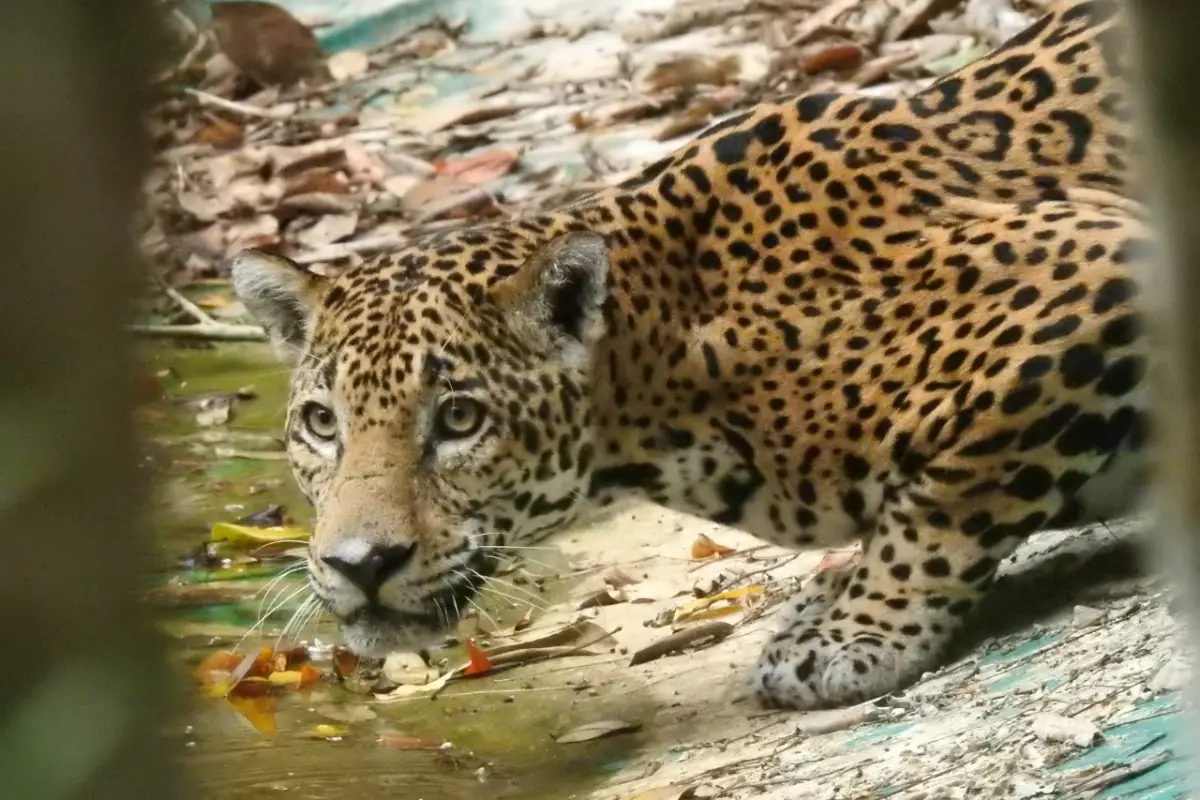 VIDEO: Animales reaparecen en parque nacional El Mirador por falta de visitantes