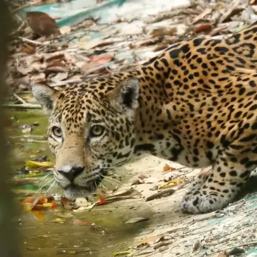 VIDEO: Animales reaparecen en parque nacional El Mirador por falta de visitantes
