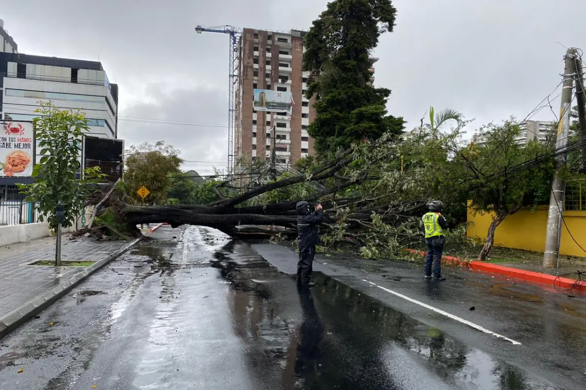 árbol derribado zona 10, 