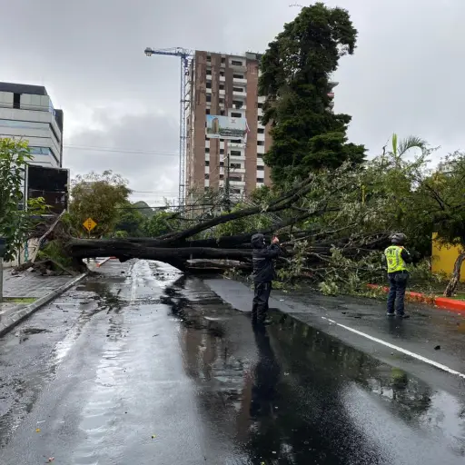 arbol derribado zona 10 ,