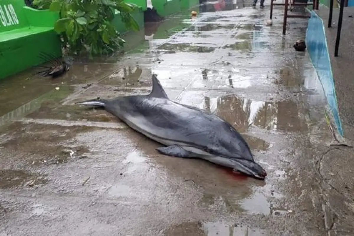 Tormenta Amanda: delfín muere tras potentes olas en La Libertad, El Salvador