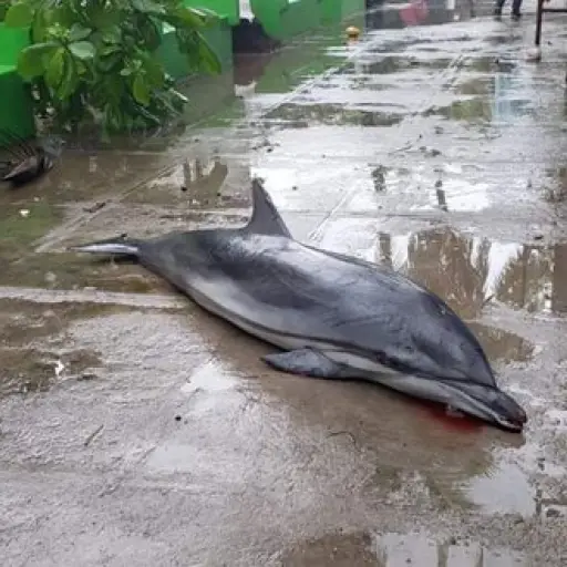 Tormenta Amanda: delfín muere tras potentes olas en La Libertad, El Salvador
