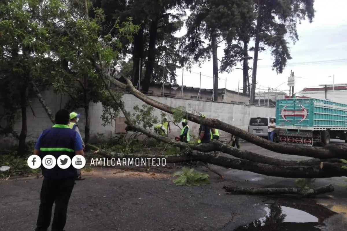 árbol caído en zona 5, 