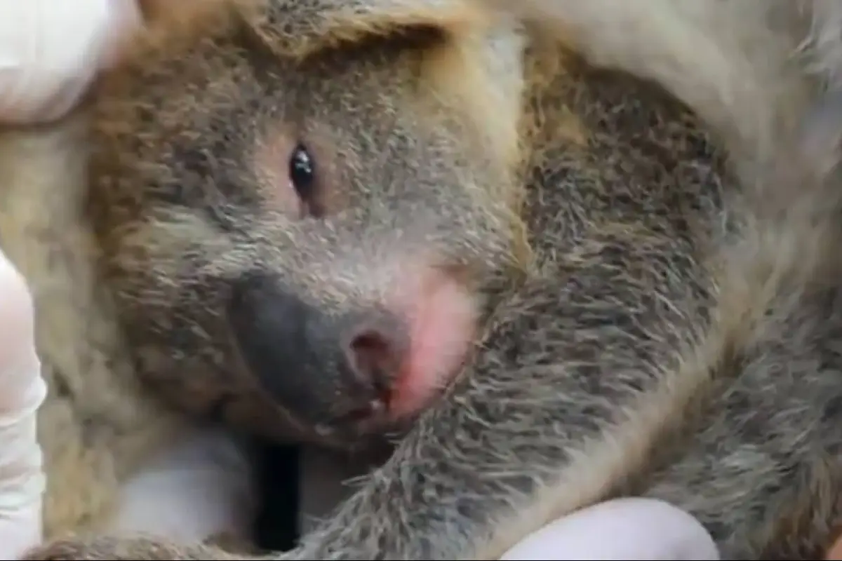 VIDEO | Con tierno video anuncian nacimiento de koala tras pavorosos incendios en Australia