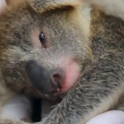 VIDEO | Con tierno video anuncian nacimiento de koala tras pavorosos incendios en Australia
