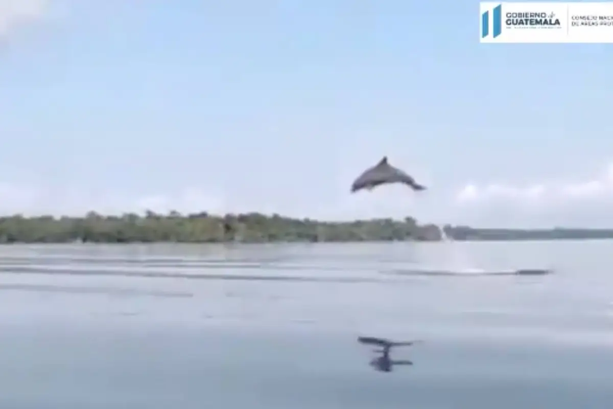 VIDEO: delfines juguetean en bahía del departamento de Izabal