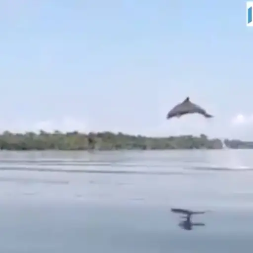 VIDEO: delfines juguetean en bahía del departamento de Izabal