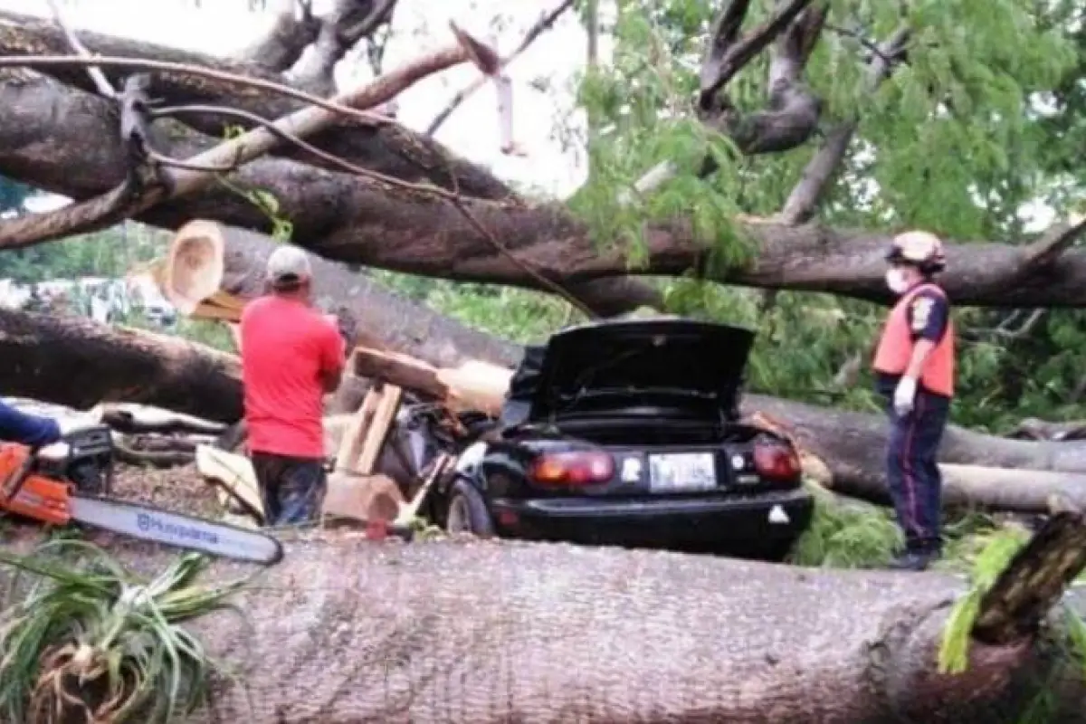 arbol-cae-vehículo, 