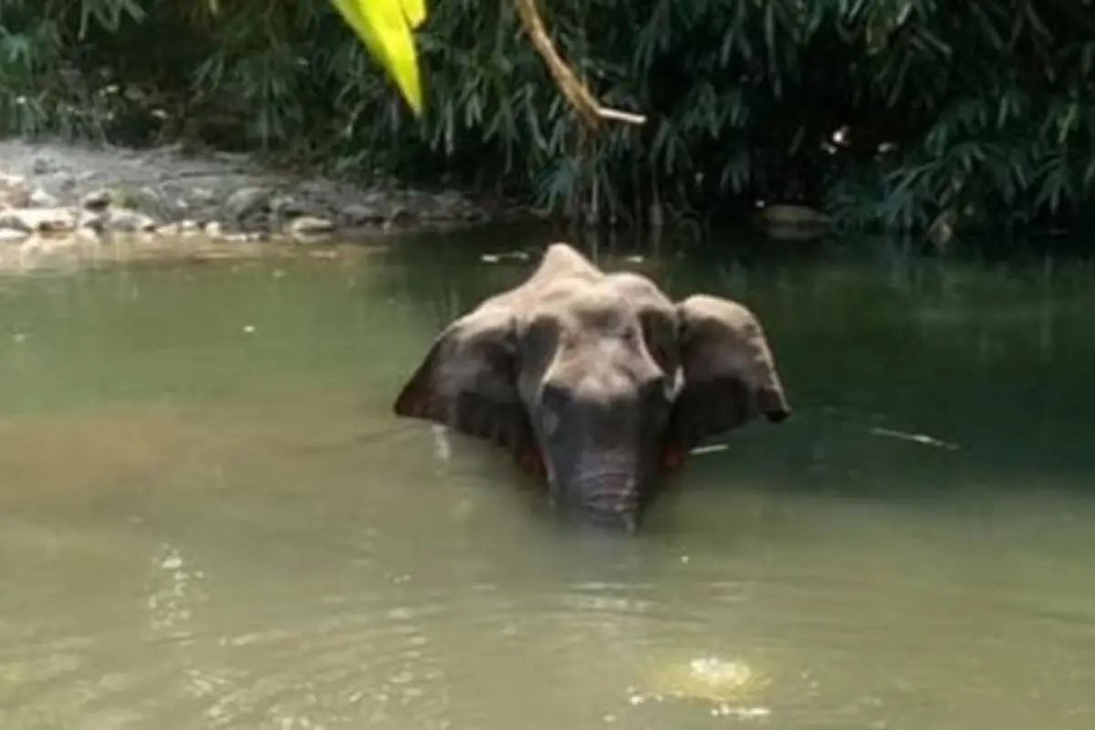 Elefante elefanta Kerala