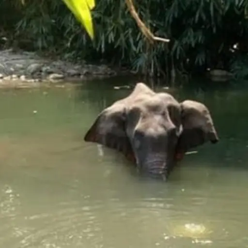 Elefante elefanta Kerala