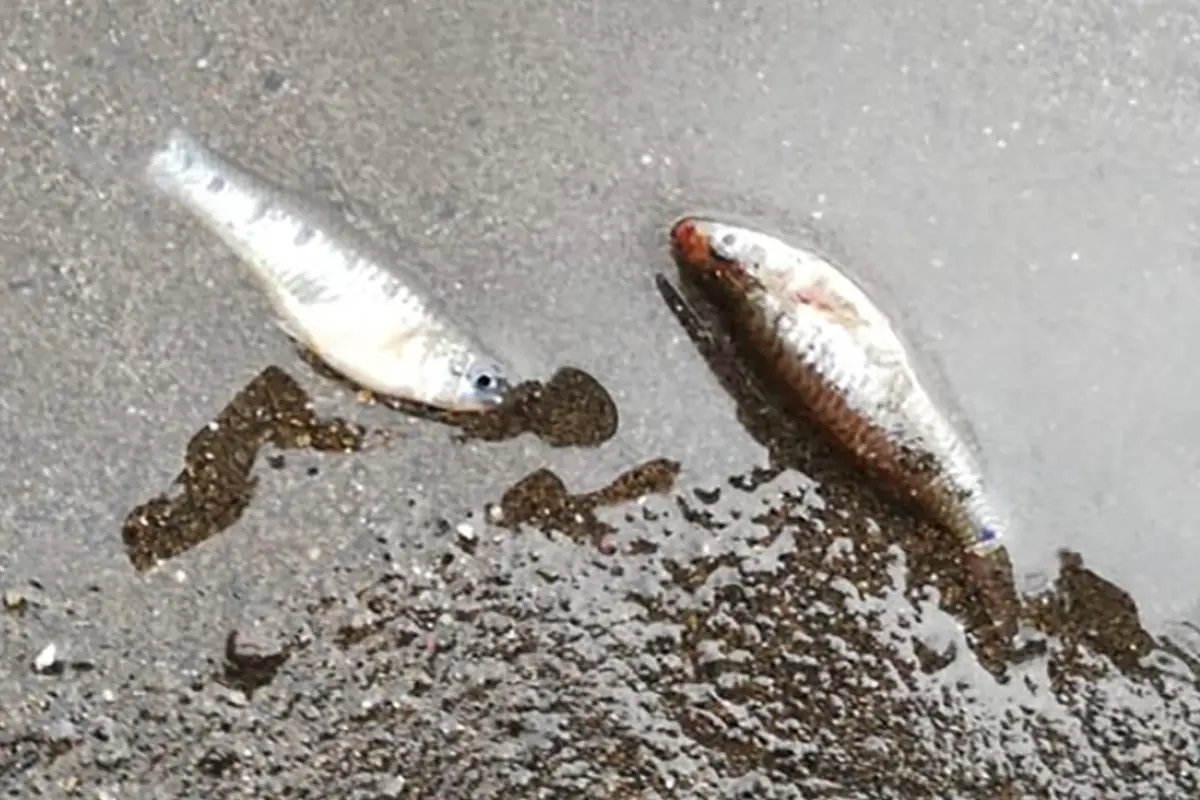 Muerte de peces Amatitlán Emisoras Unidas Guatemala, 