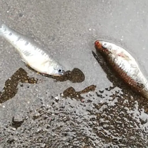 Muerte de peces Amatitlán Emisoras Unidas Guatemala ,