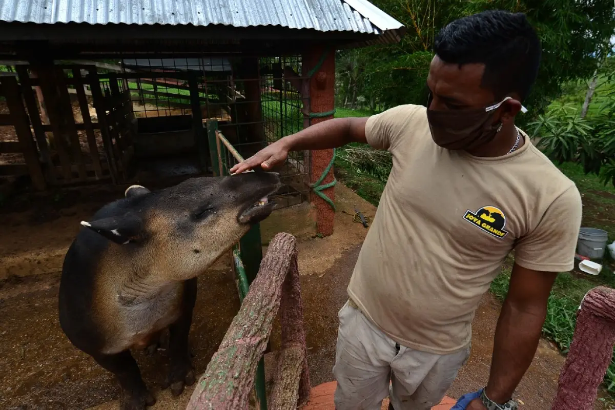 A worker caresses a tapir at the Joya Grande zoo, seized from Los Cachiros drug cartel in Santa Cruz de Yojoa municipality, Cortes department, Honduras, on May 30, 2020. - The eco-park is supported by donations during the new coronavirus pandemic, since t