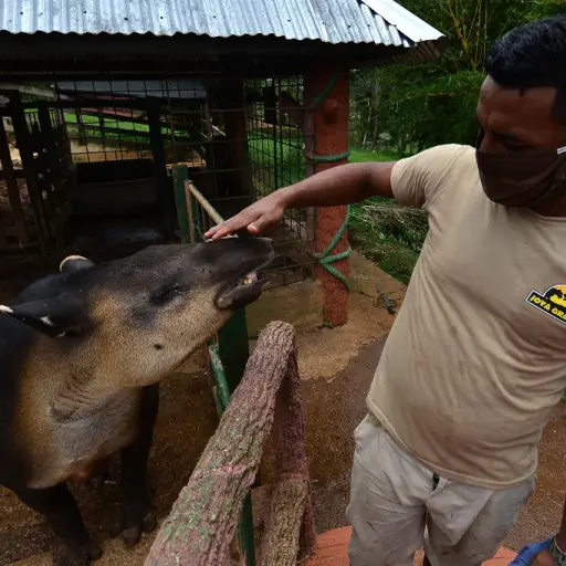 A worker caresses a tapir at the Joya Grande zoo, seized from Los Cachiros drug cartel in Santa Cruz de Yojoa municipality, Cortes department, Honduras, on May 30, 2020. - The eco-park is supported by donations during the new coronavirus pandemic, since t