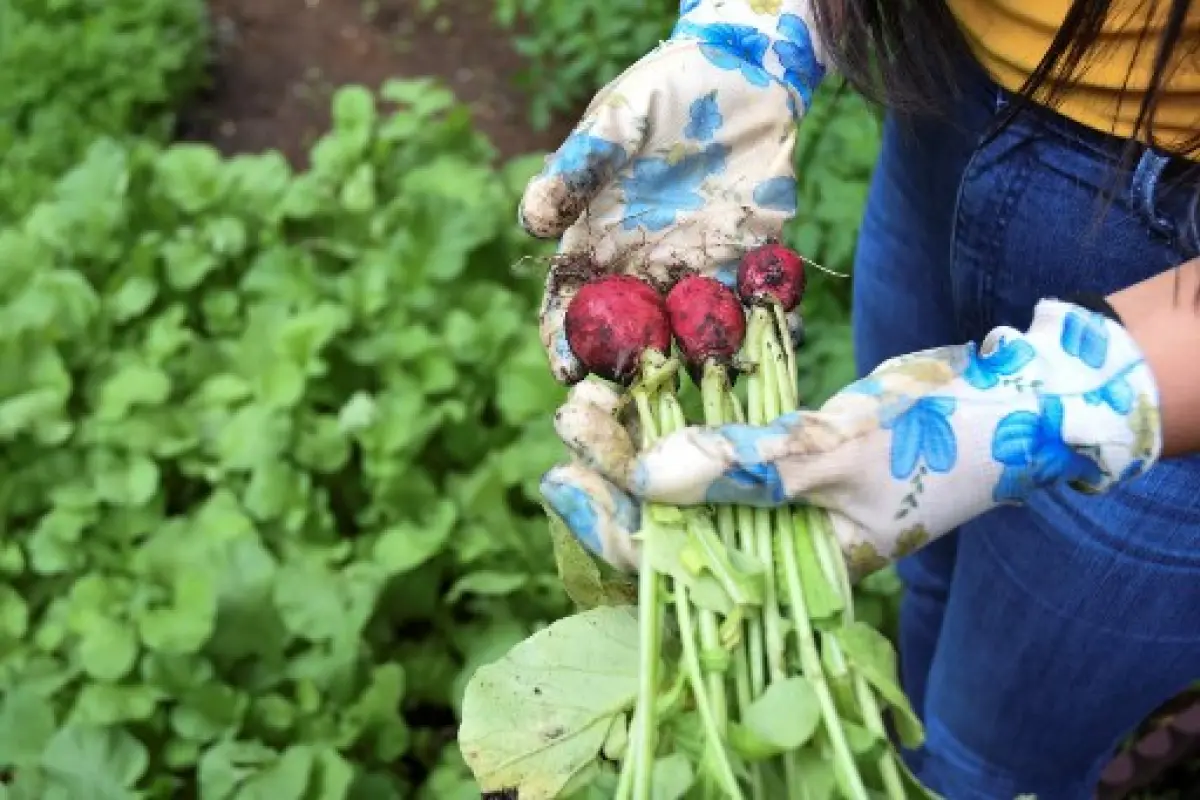 GUATEMALA-HEALTH-VIRUS-FOOD, 