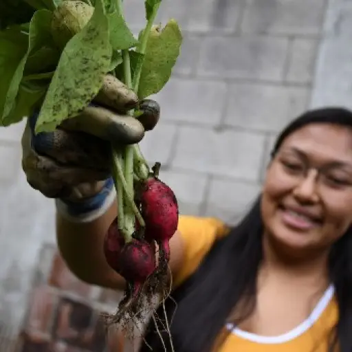 Huertos urbanos crecen en Guatemala abonados por encierro del coronavirus