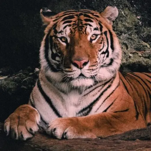 Zoológico Nacional La Aurora tours virtuales