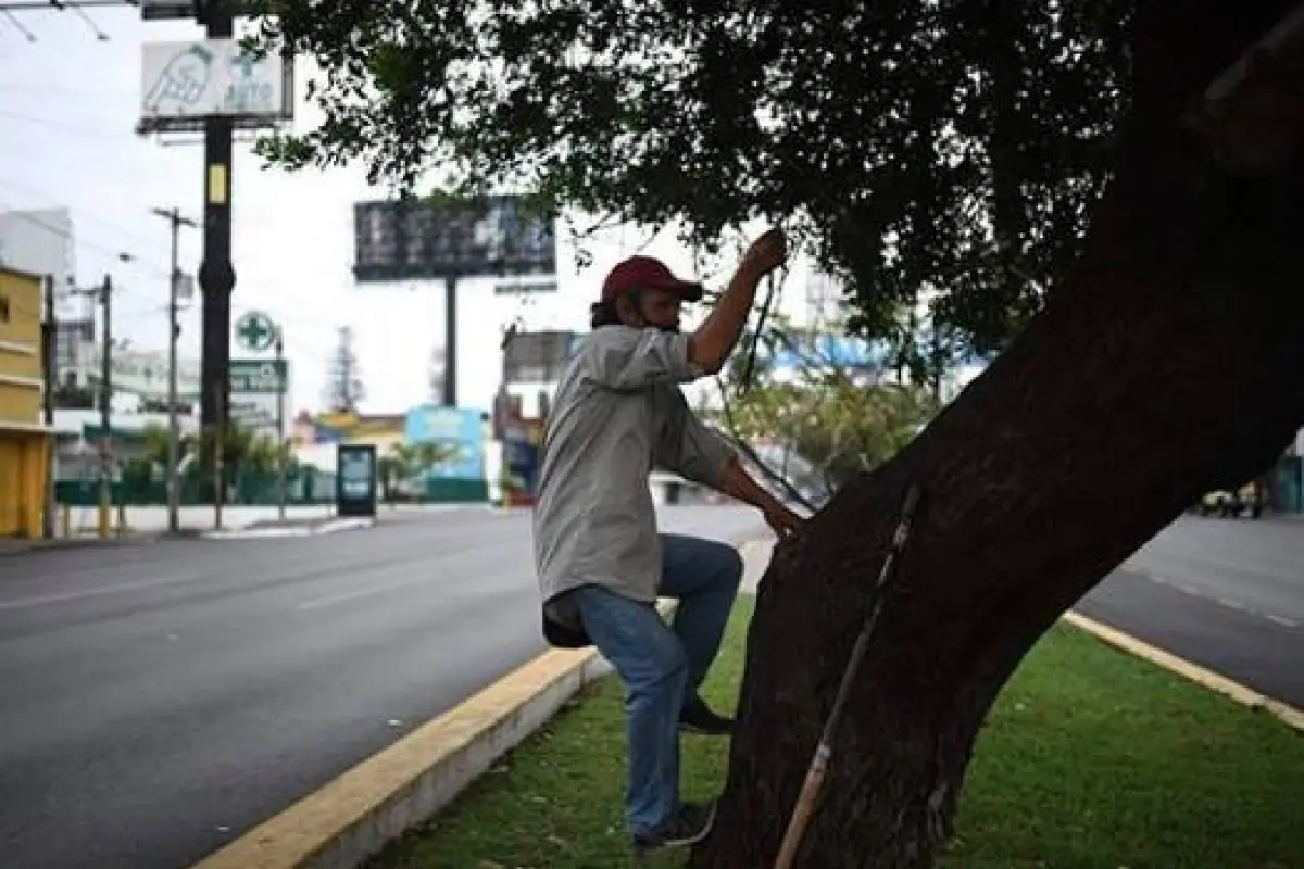 Hombre-vive-árbol-emisoras-unidas-3, 