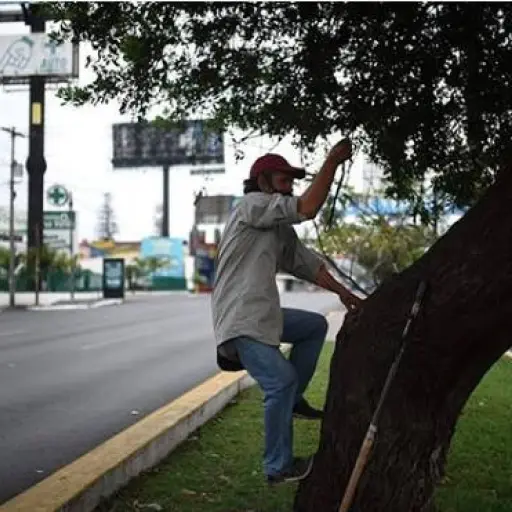 Hombre-vive-árbol-emisoras-unidas-3 ,