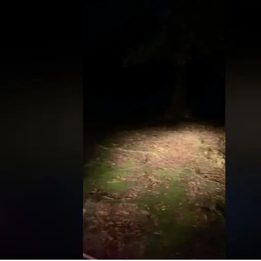 tenebroso-sonido-tikal ,