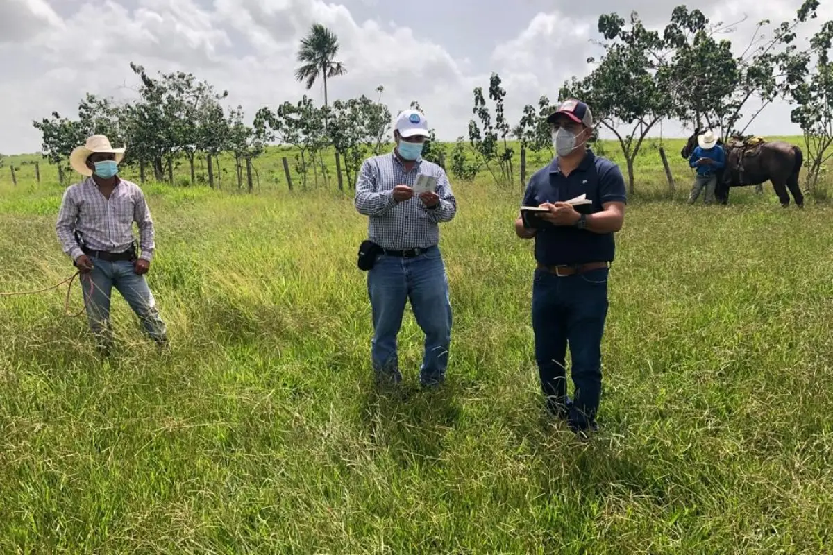 MAGA verifica langosta voladora en Petén. Foto: MAGA