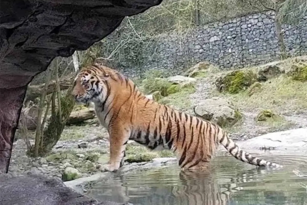 tigre-Siberia, 