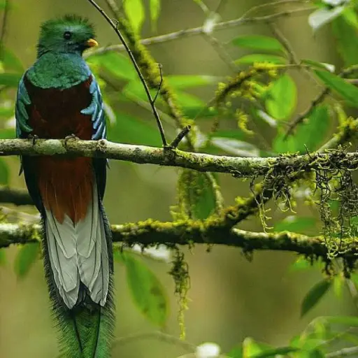 Serpiente Emplumada Ricky López Bruni