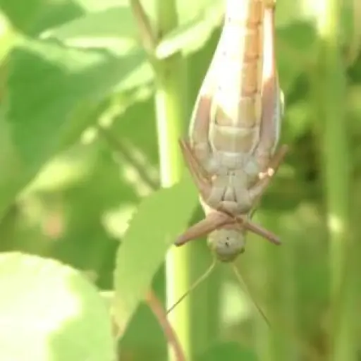langosta-voladora-peten-emisoras-unidas ,
