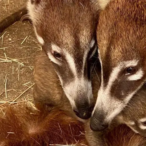 Crías de pizotes en Zoológico La Aurora