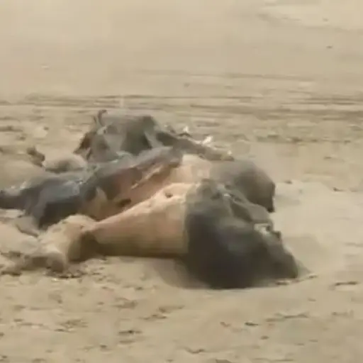 misteriosa-criatura-playa ,