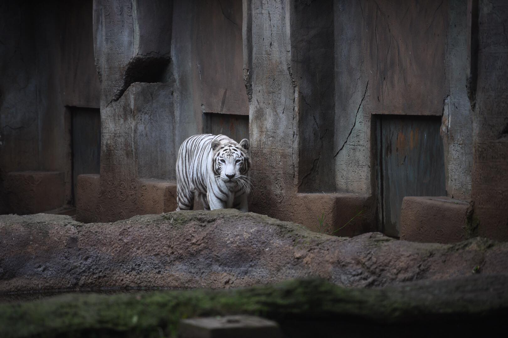 zoologico-la-aurora-abre-pandemia-emisoras-unidas14 | 