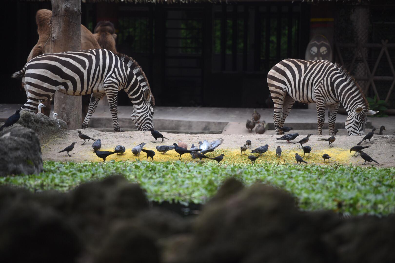 zoologico-la-aurora-abre-pandemia-emisoras-unidas13 | 