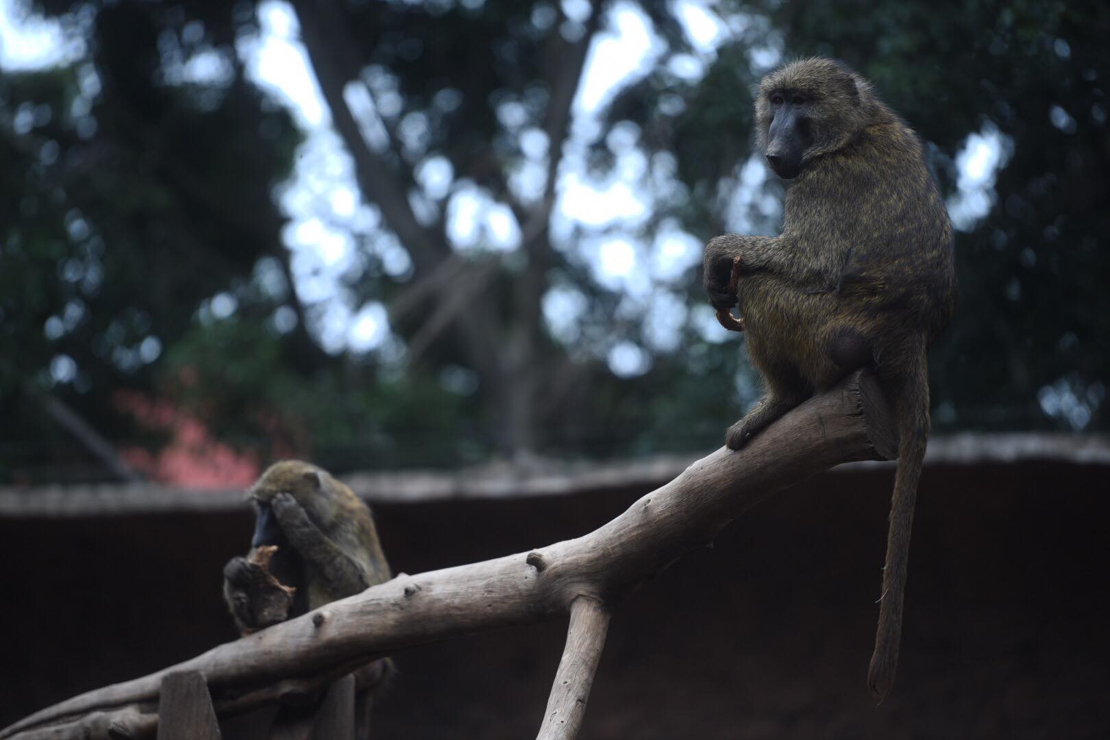 zoologico-la-aurora-abre-pandemia-emisoras-unidas12 | 