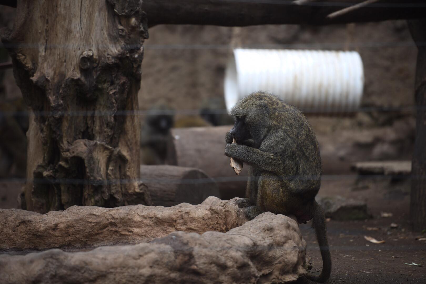 zoologico-la-aurora-abre-pandemia-emisoras-unidas8 | 