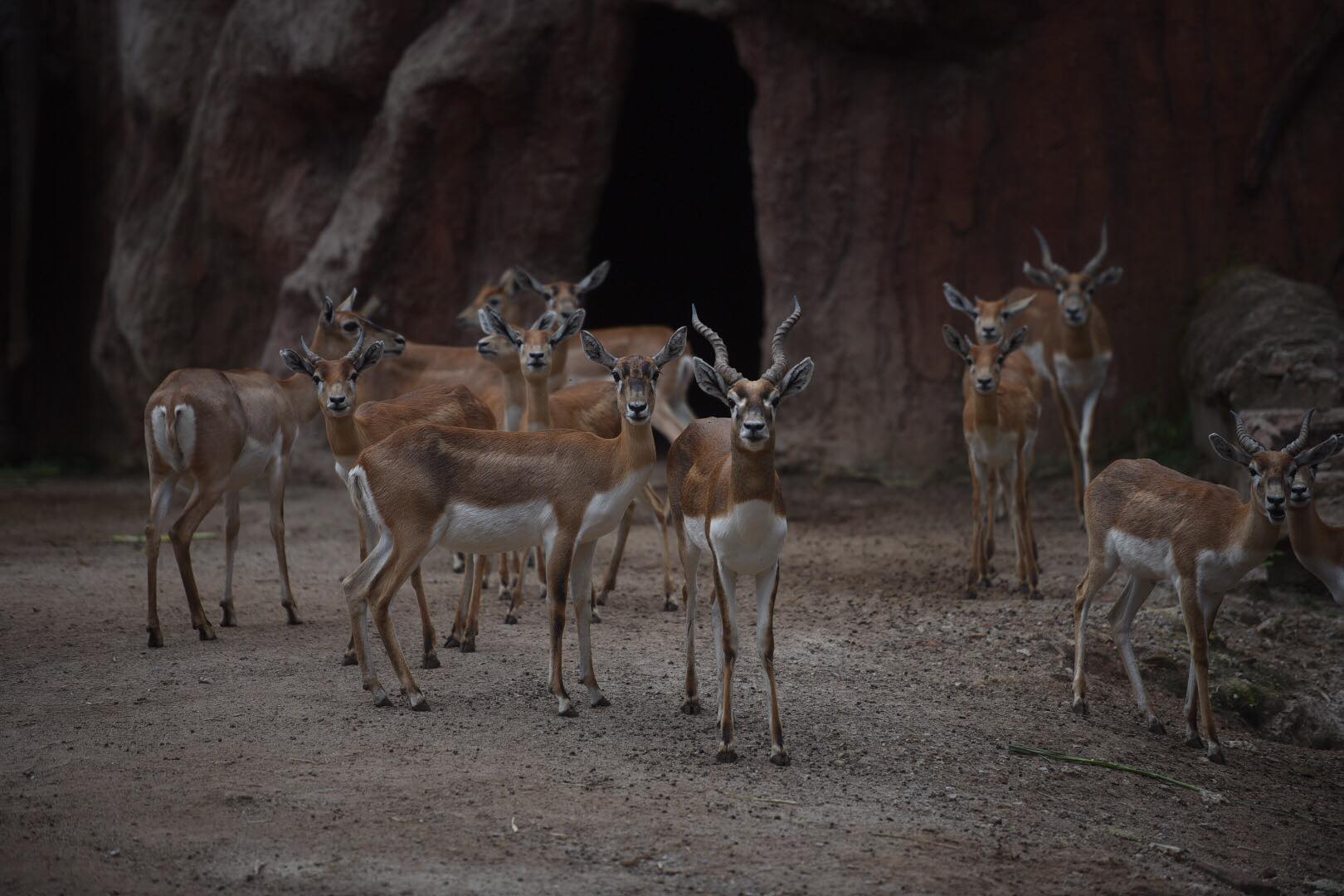 zoologico-la-aurora-abre-pandemia-emisoras-unidas7 | 