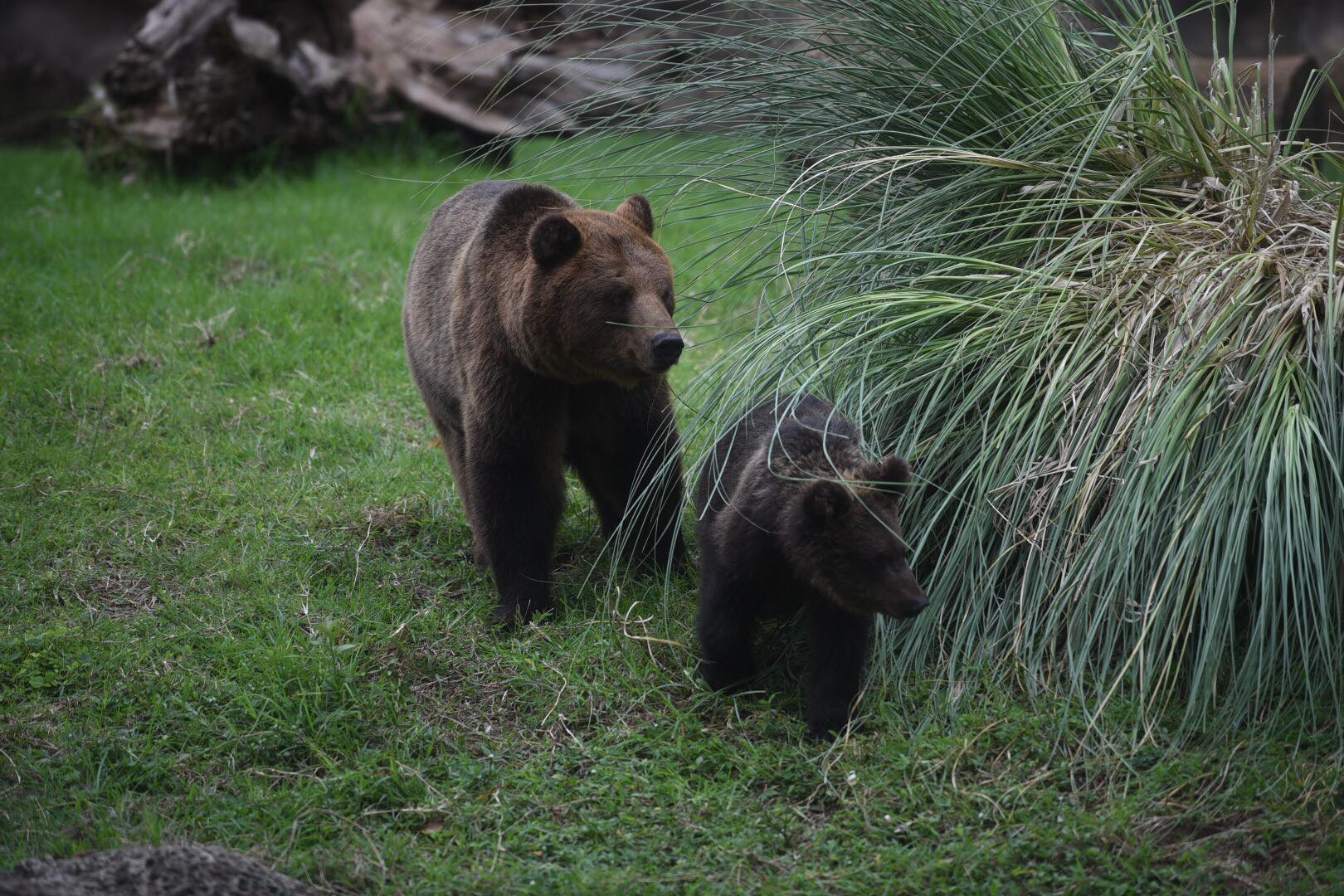 zoologico-la-aurora-abre-pandemia-emisoras-unidas11 | 