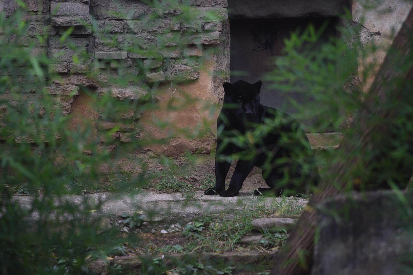 zoologico-la-aurora-abre-pandemia-emisoras-unidas10 | 