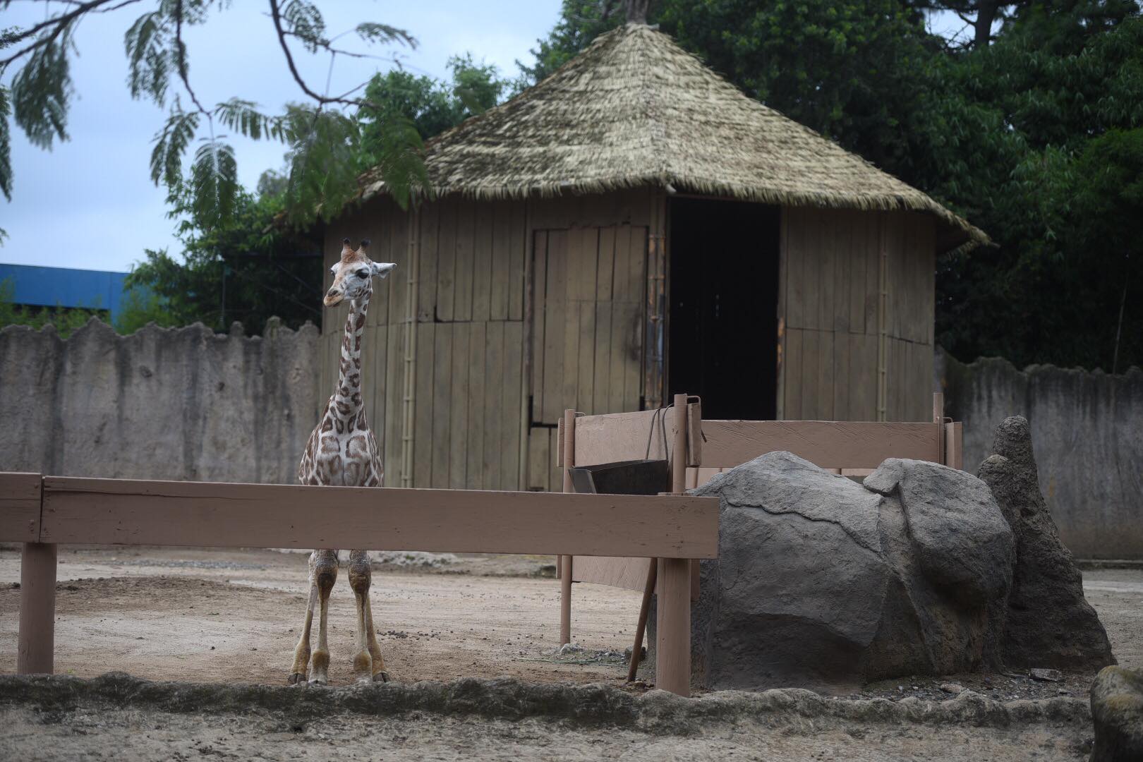 zoologico-la-aurora-abre-pandemia-emisoras-unidas2 | 