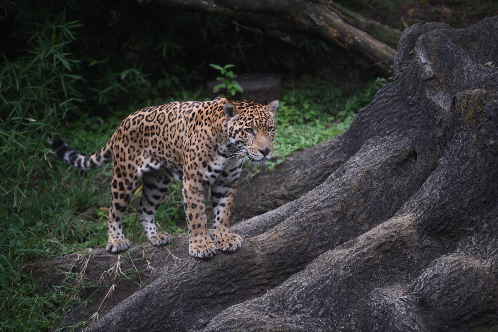 zoologico-la-aurora-abre-pandemia-emisoras-unidas3 | 