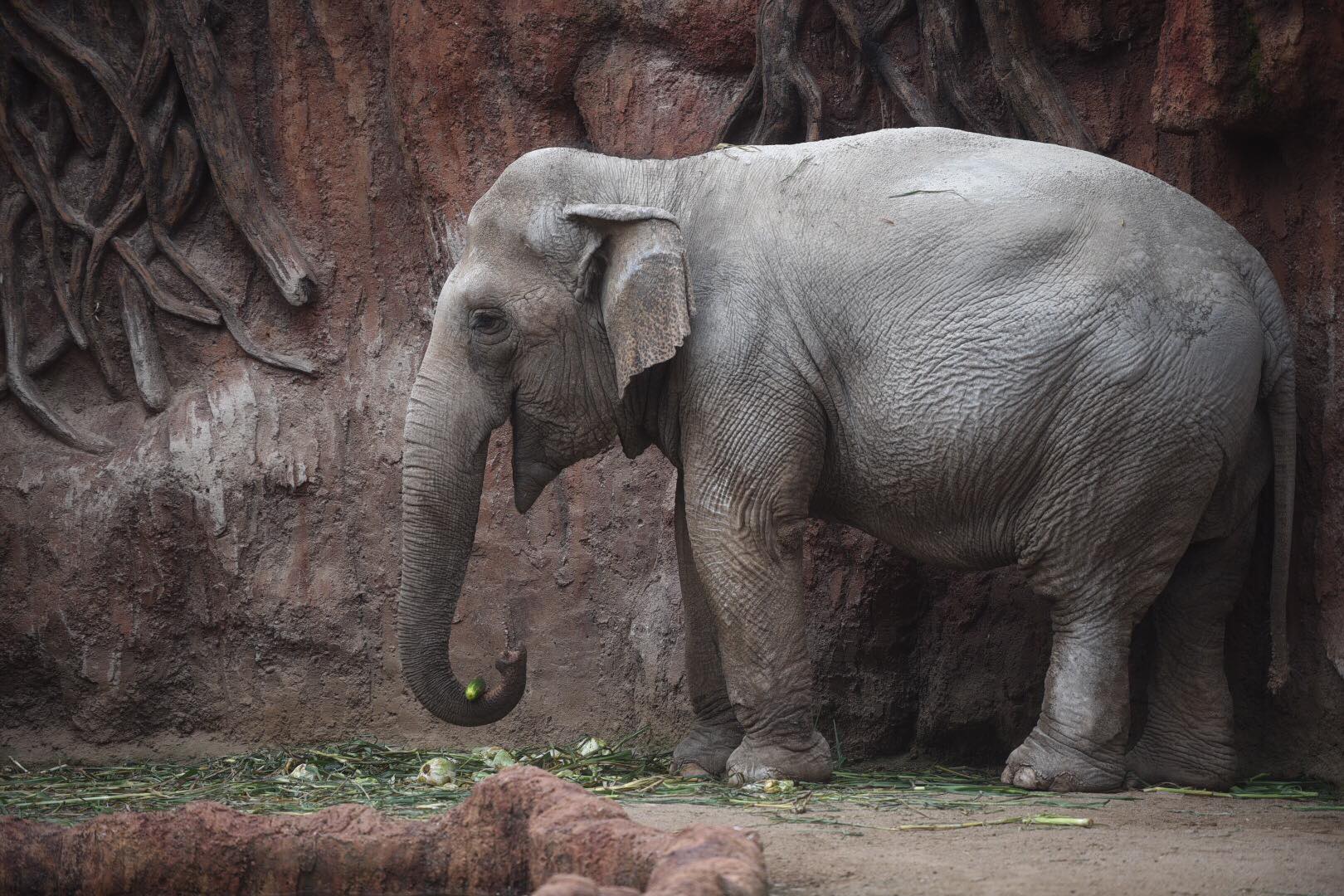 zoologico-la-aurora-abre-pandemia-emisoras-unidas18 | 