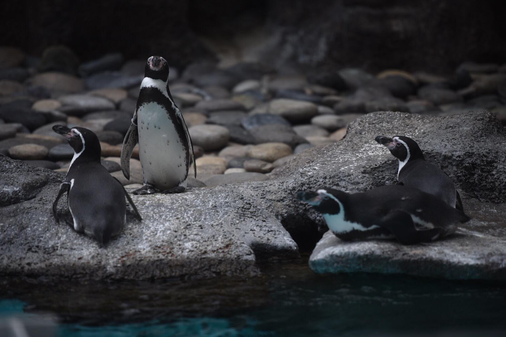 zoologico-la-aurora-abre-pandemia-emisoras-unidas17 | 