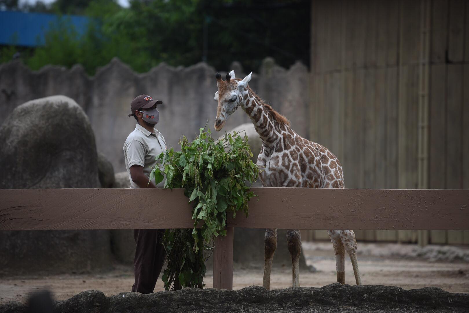 zoologico-la-aurora-abre-pandemia-emisoras-unidas20 | 