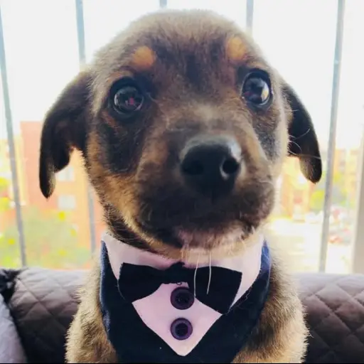 Fundación Rescátame