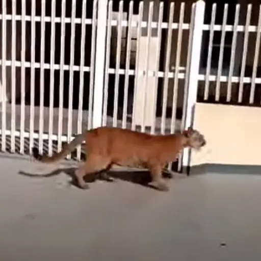 jaguar-calles-brasil ,