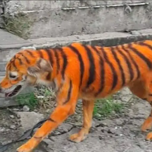 Facebook / Persatuan Haiwan Malaysia  Malaysia Animal